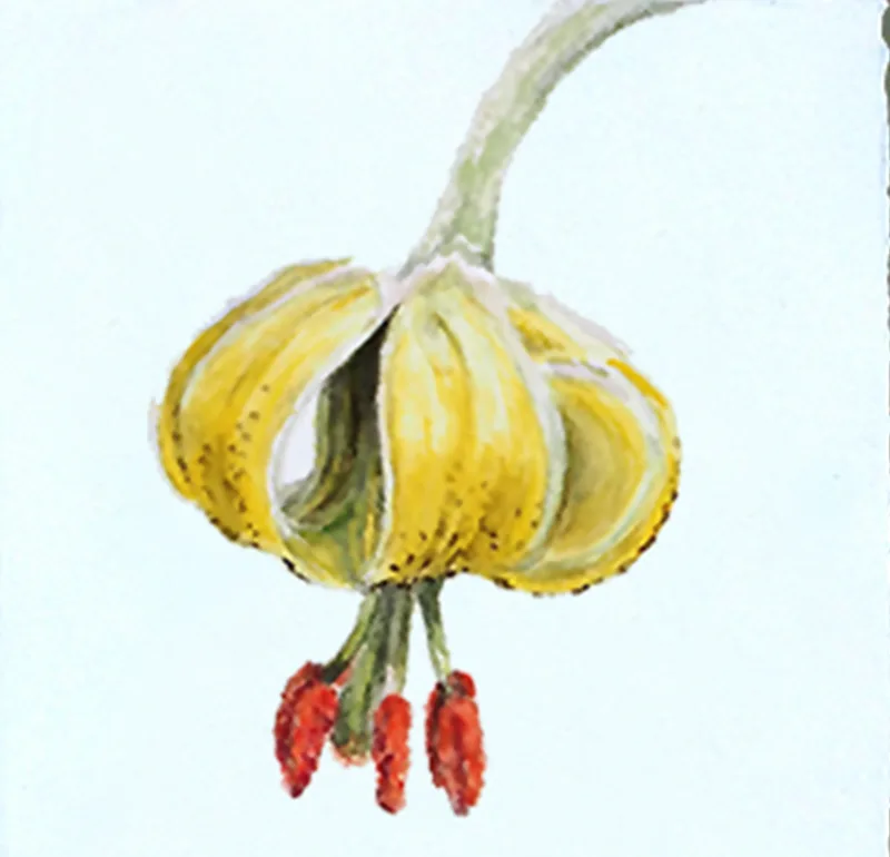 Acuarela de flor amarilla lirio dibujada por Beatriz