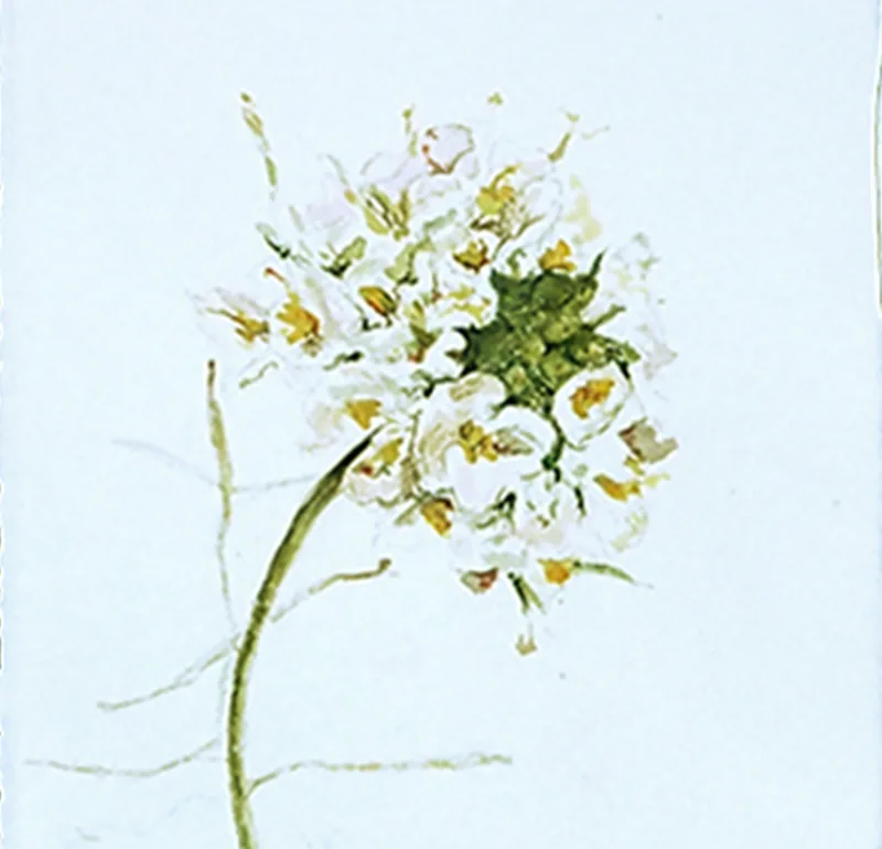 Acuarela de flor blanca dibujada por Beatriz