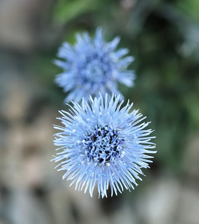 flores-beatriz-insipiracion Flores azules inspiración para Beatriz Bertolín